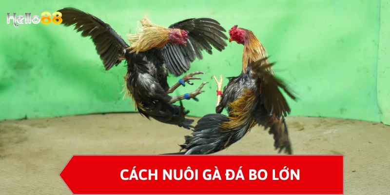 Cách nuôi gà đá bo lớn