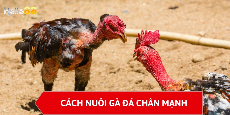 Cách nuôi gà đá chân mạnh