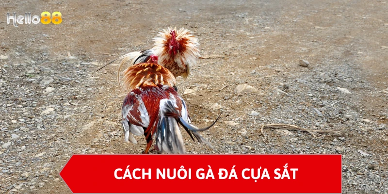 Cách nuôi gà đá cựa sắt