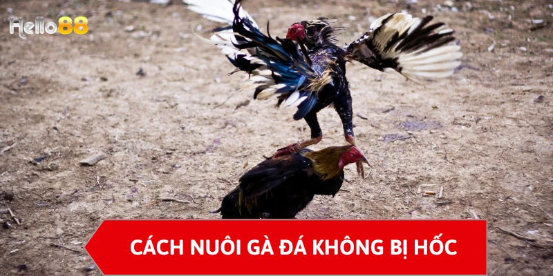 Cách nuôi gà đá không bị hốc