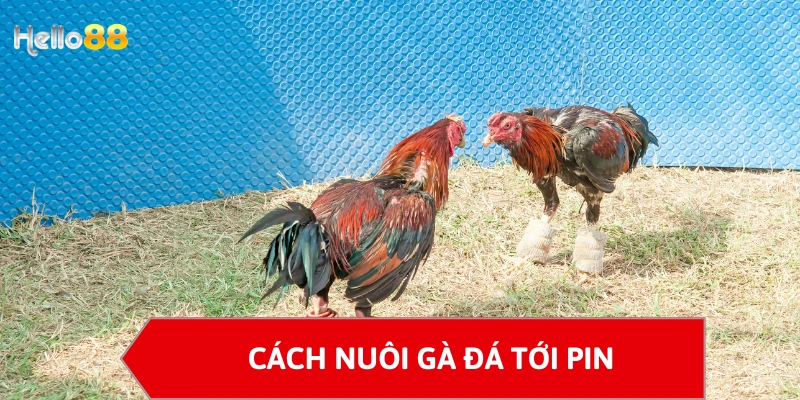 Cách nuôi gà đá tới pin