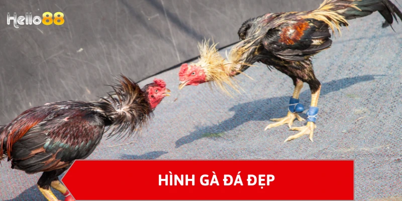 Hình gà đá đẹp