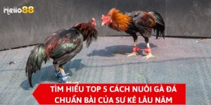 Tìm Hiểu Top 5 Cách Nuôi Gà Đá Chuẩn Bài Của Sư Kê Lâu Năm